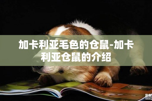 加卡利亞毛色的倉鼠-加卡利亞倉鼠的介紹