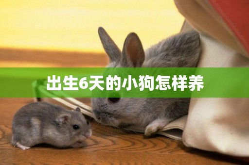 出生6天的小狗怎樣養