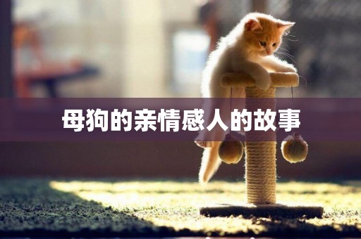 母狗的親情感人的故事