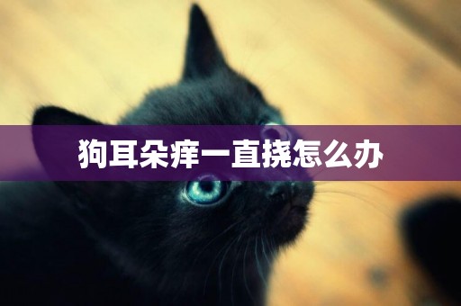 狗耳朵癢一直撓怎么辦