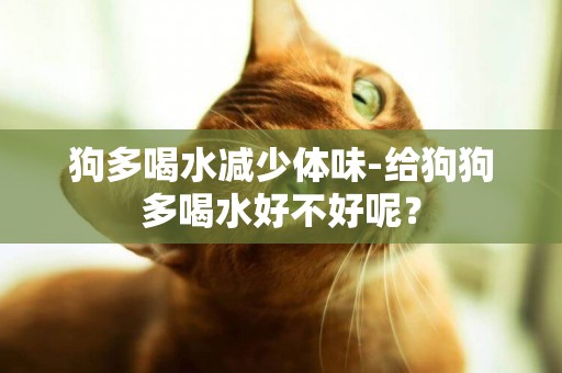 狗多喝水減少體味-給狗狗多喝水好不好呢？