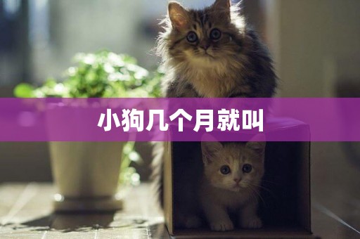 小狗幾個月就叫