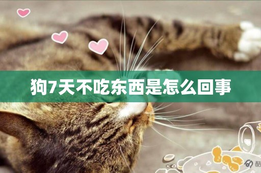 狗7天不吃東西是怎么回事