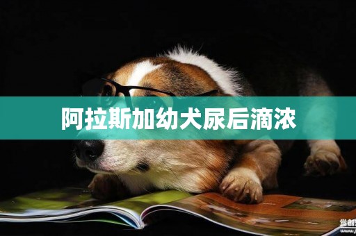 阿拉斯加幼犬尿后滴濃