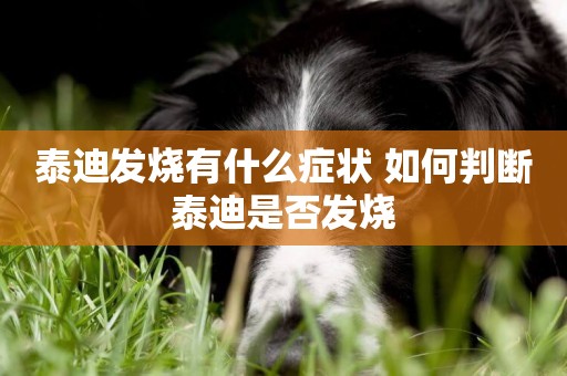 泰迪發燒有什么癥狀 如何判斷泰迪是否發燒