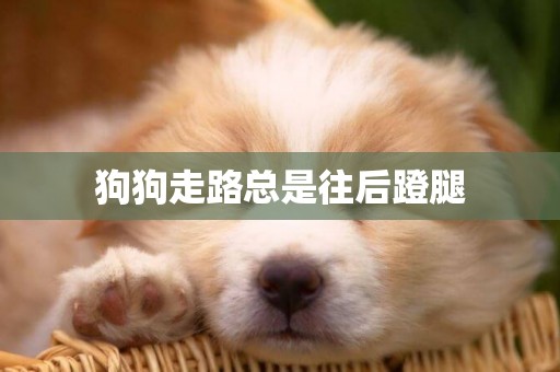 狗狗走路總是往后蹬腿