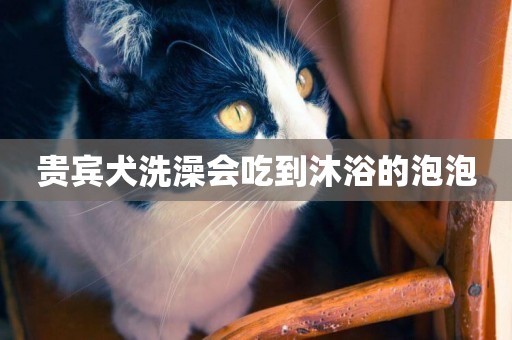 貴賓犬洗澡會吃到沐浴的泡泡