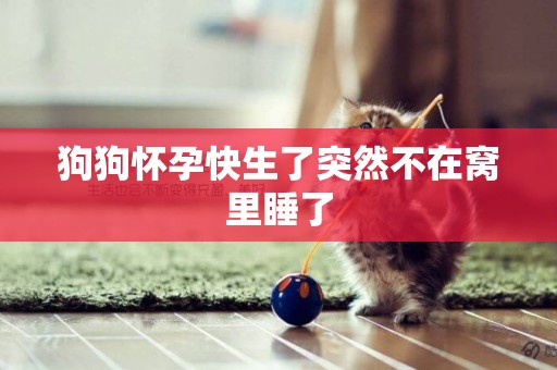 狗狗懷孕快生了突然不在窩里睡了