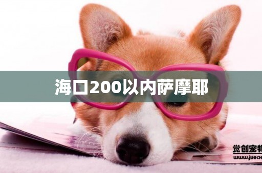 海口200以內薩摩耶