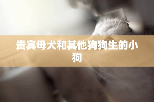貴賓母犬和其他狗狗生的小狗