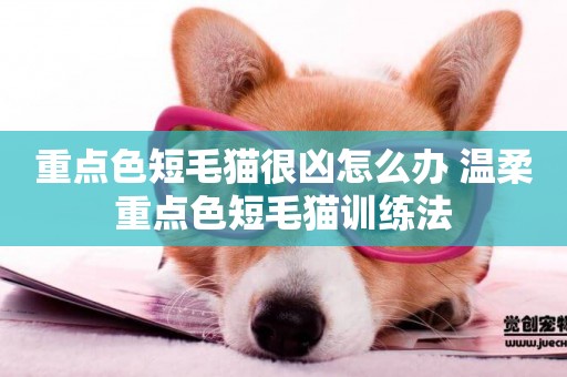 重點色短毛貓很兇怎么辦 溫柔重點色短毛貓訓練法