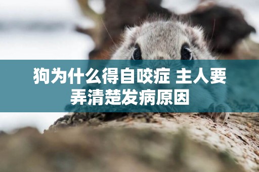 狗為什么得自咬癥 主人要弄清楚發病原因