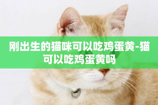 剛出生的貓咪可以吃雞蛋黃-貓可以吃雞蛋黃嗎
