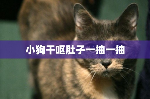 小狗干嘔肚子一抽一抽