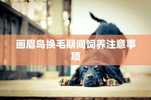 畫眉鳥換毛期間飼養注意事項