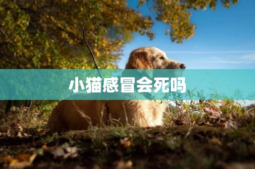 小貓感冒會死嗎