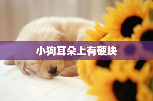 小狗耳朵上有硬塊