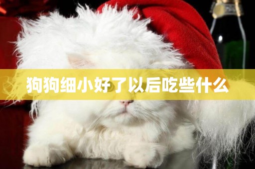 狗狗細小好了以后吃些什么