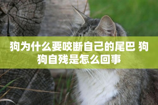 狗為什么要咬斷自己的尾巴 狗狗自殘是怎么回事