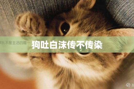 狗吐白沫傳不傳染