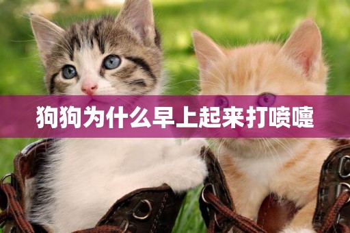 狗狗為什么早上起來打噴嚏