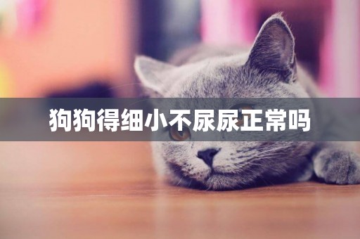 狗狗得細小不尿尿正常嗎