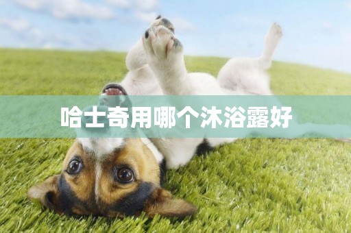 哈士奇用哪個沐浴露好