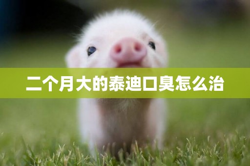二個月大的泰迪口臭怎么治