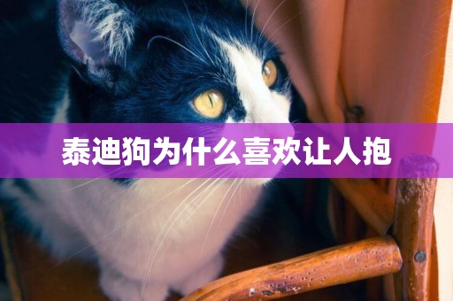 泰迪狗為什么喜歡讓人抱