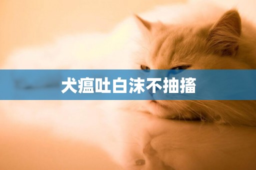 犬瘟吐白沫不抽搐
