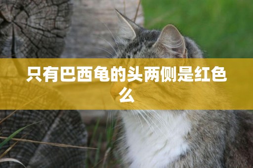 只有巴西龜的頭兩側是紅色么