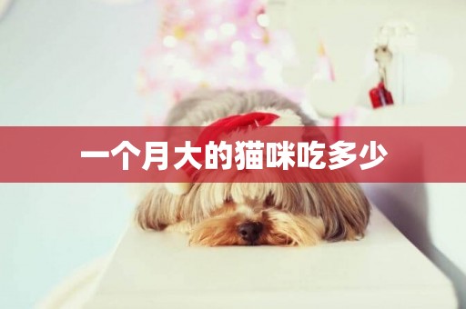 一個月大的貓咪吃多少