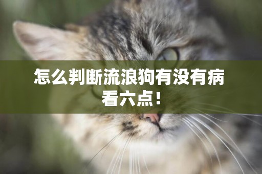 怎么判斷流浪狗有沒有病 看六點！