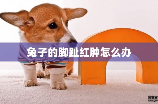 兔子的腳趾紅腫怎么辦