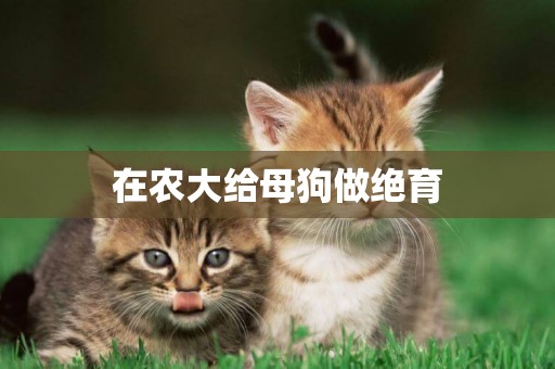 在農大給母狗做絕育