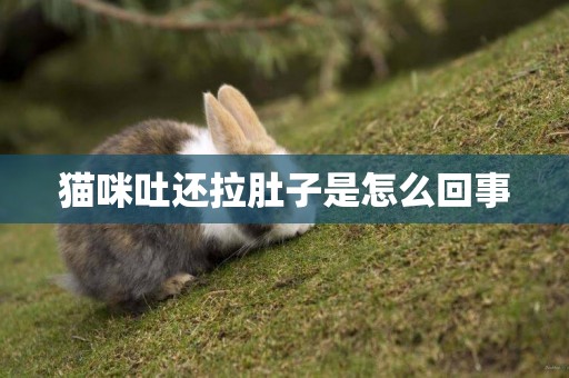 貓咪吐還拉肚子是怎么回事