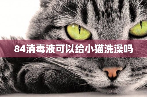 84消毒液可以給小貓洗澡嗎