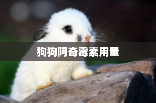 狗狗阿奇霉素用量