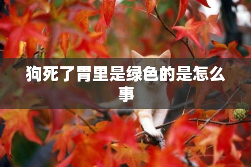 狗死了胃里是綠色的是怎么事