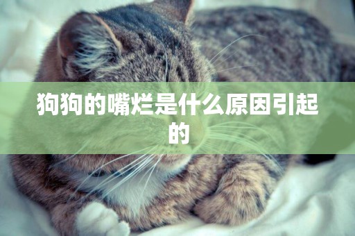 狗狗的嘴爛是什么原因引起的