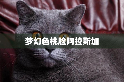 夢幻色桃臉阿拉斯加