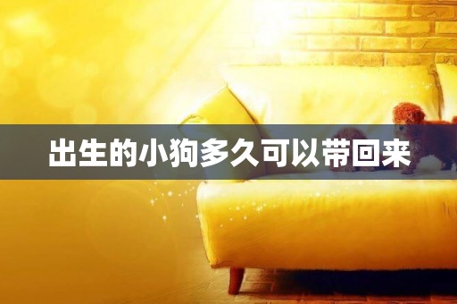 出生的小狗多久可以帶回來