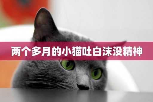 兩個多月的小貓吐白沫沒精神