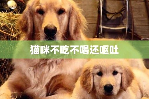 貓咪不吃不喝還嘔吐