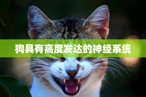 狗具有高度發達的神經系統