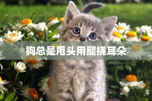 狗總是甩頭用腿撓耳朵