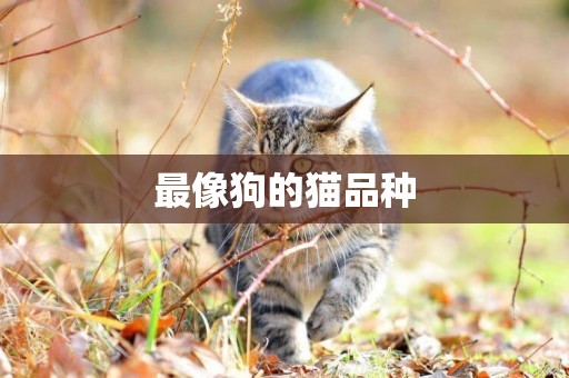 最像狗的貓品種