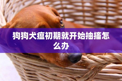 狗狗犬瘟初期就開始抽搐怎么辦