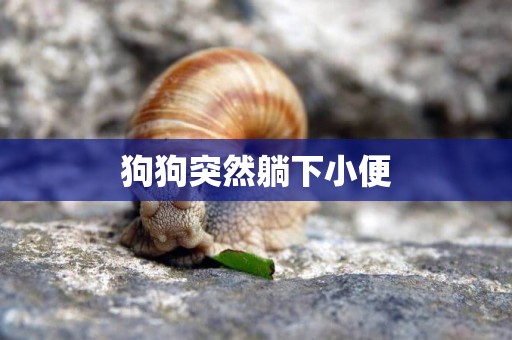 狗狗突然躺下小便
