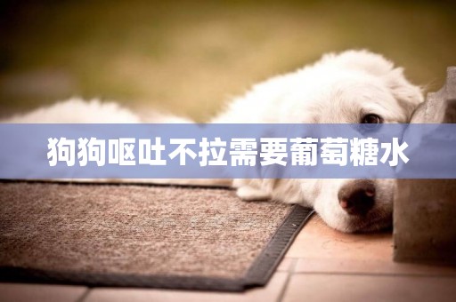 狗狗嘔吐不拉需要葡萄糖水
